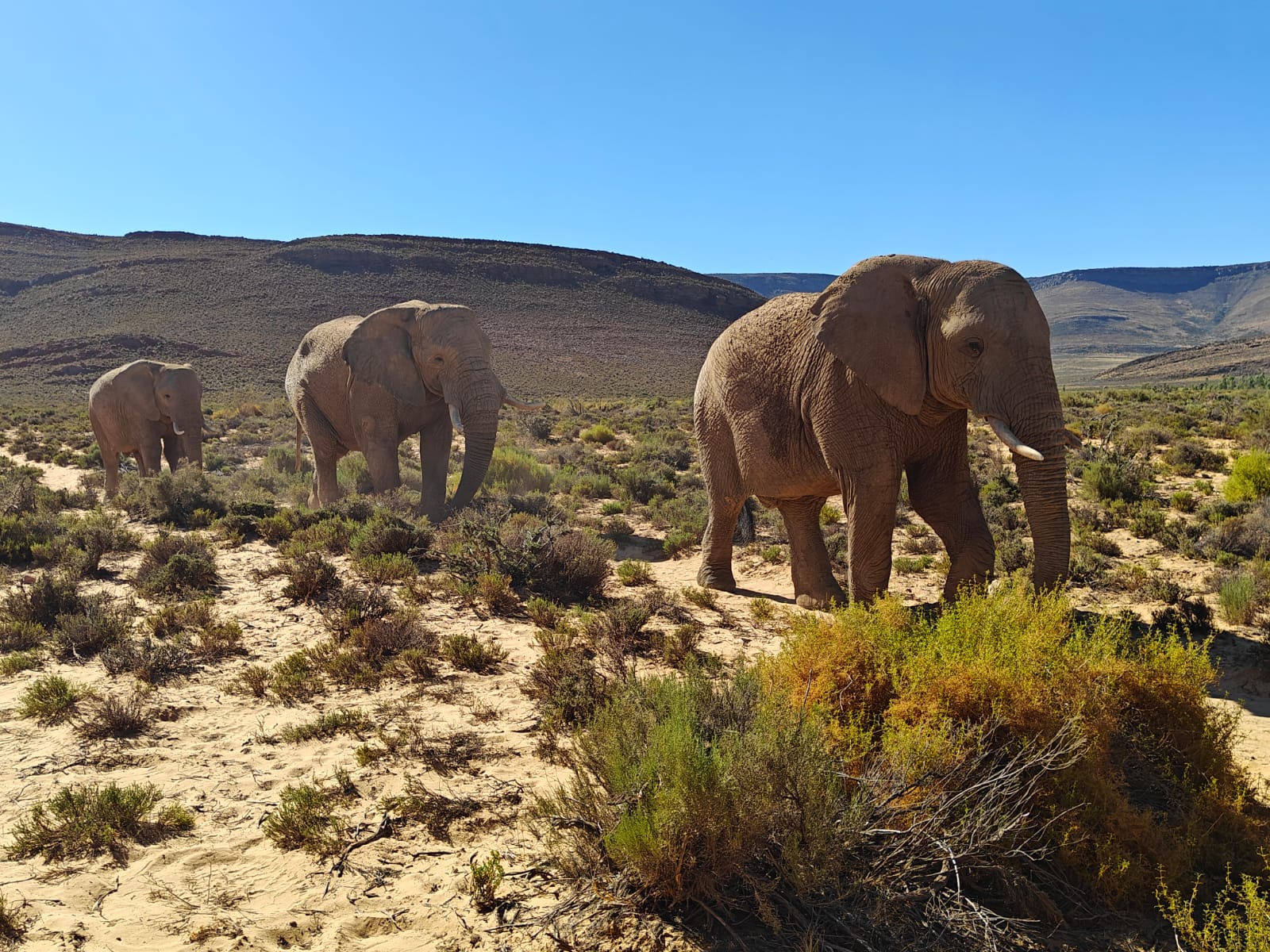 Aquila Game Reserve - Safari 40
